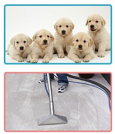 Professional Carpet Cleaning